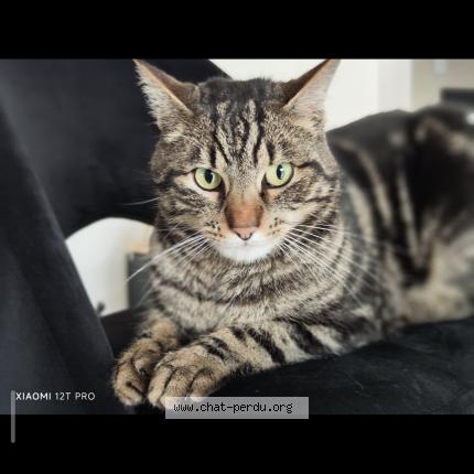 Photo 2/2 Salto Chat lost in Pledran