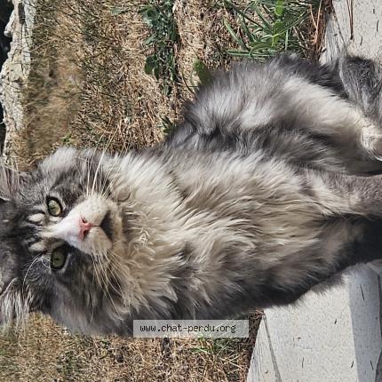 Photo 1/1 Takeuchi Chat lost in Peymeinade