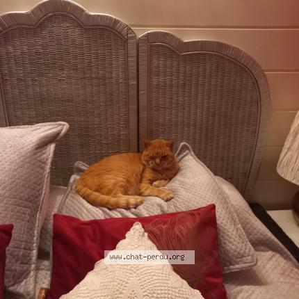 Photo 1/1 Porto Chat lost in Verniolle