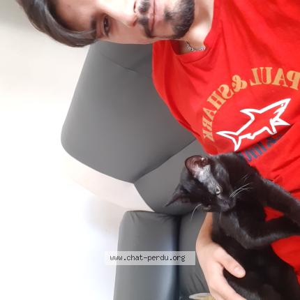 Photo 1/1 Chiron Chat lost in Bruxelles