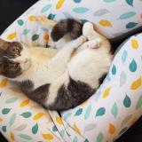 Picture of cat lost at Casseneuil