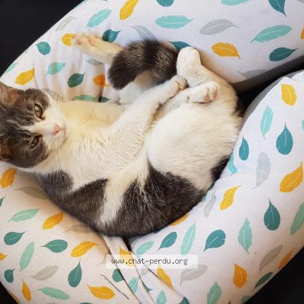 Photo 1/1 Molette Chat lost in Casseneuil