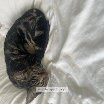 Picture of cat lost at Houilles