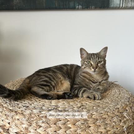 Photo 1/1 Vénus Chat lost in Lagord