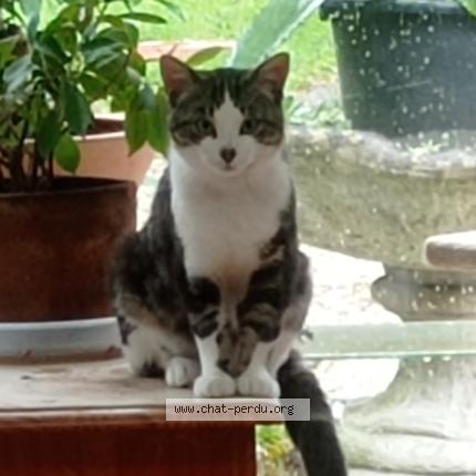 Photo 1/1 RAZMOT Chat lost in Saint nazaire