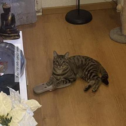 Photo 1/1 Zack Chat lost in Bouguenais