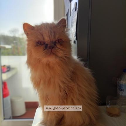 Photo 1/1 Kitty Chat lost in Culleredo