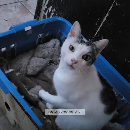 Photo 1/1 Minette Chat lost in St yorre