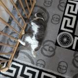 Picture of cat lost at Chabris