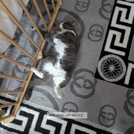 Photo 1/1 Moumoune Chat lost in Chabris