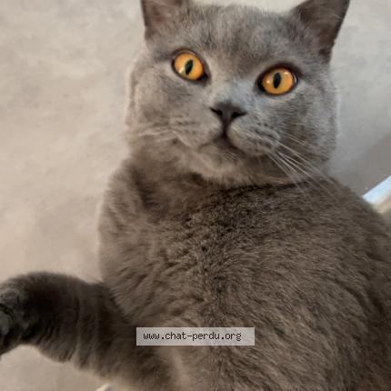 Photo 1/1 Minni Chat lost in Dole