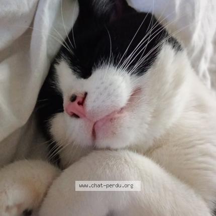 Photo 1/2 Ressuscité Chat lost in Epernay