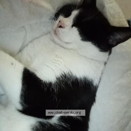 Photo 2/2 Ressuscit&eacute; Chat lost in Epernay