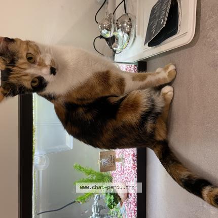 Photo 1/1 Moon Chat lost in Valescourt