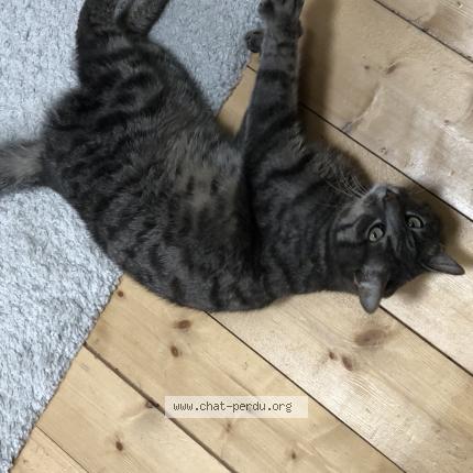 Photo 1/1 Oreo Chat lost in Conliege