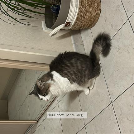 Photo 1/1 Pilou Chat lost in Segonzac