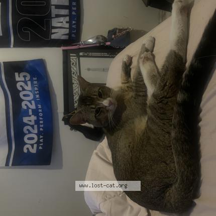 Photo 1/1 loki Chat lost in Tucson