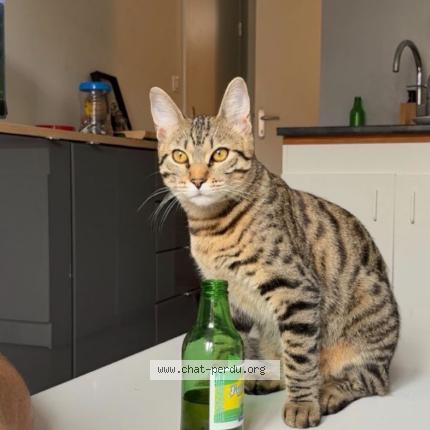 Photo 1/1 Ninja Chat lost in Le montet