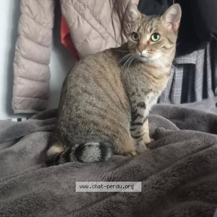 Photo 1/1 Nala Chat lost in Sampzon