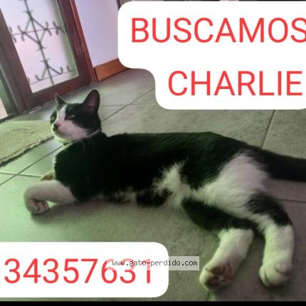 Photo 1/1 Charlie Chat lost in Ramos mejia