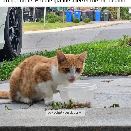 Photo 1/1 Charly Chat lost in Longueuil