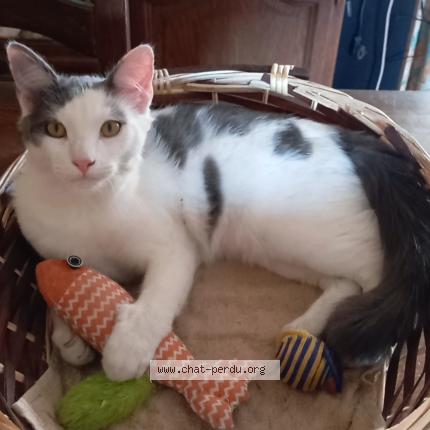 Photo 1/1 Anton Chat lost in Aucamville