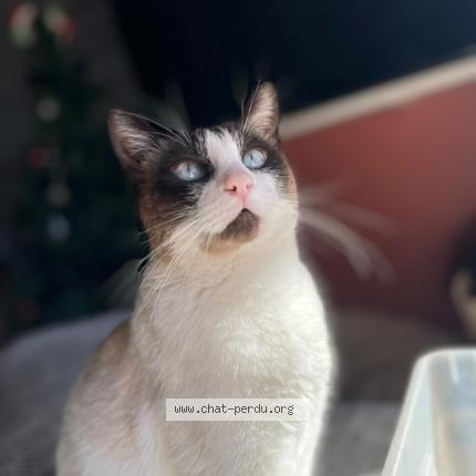 Photo 1/1 Oslo Chat lost in Baillargues