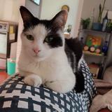 Photo of a cat found in Santiago