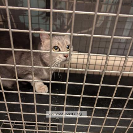 Photo 1/1 Cali Chat lost in Le luc