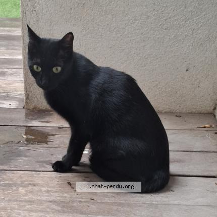 Photo 1/1 Cat reunited Found in Marseille