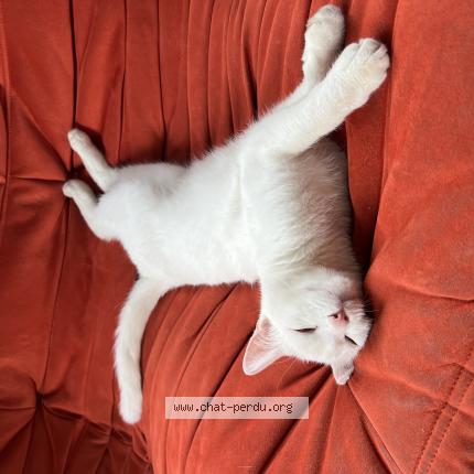 Photo 1/1 GiPiTi Chat lost in Ceron