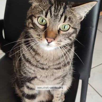 Photo 1/1 Salto Chat lost in Pledran