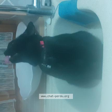 Photo 1/1 Mina Chat lost in Cuers