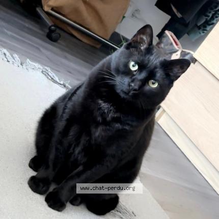 Photo 1/1 Sparow Chat lost in Naucelle