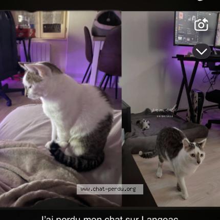 Photo 1/1 Simba Chat lost in Langeac