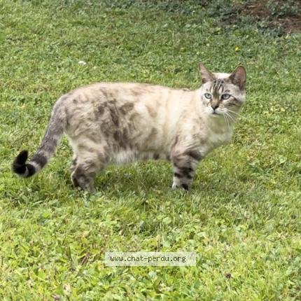 Photo 1/1 Boo Chat lost in Sainte savine