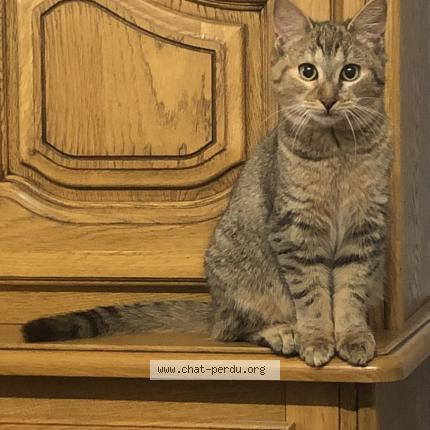 Photo 1/1 Umi Chat lost in Bertreville saint ouen