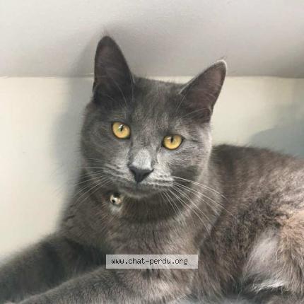 Photo 1/1 Yoko Chat lost in Sotteville sous le val