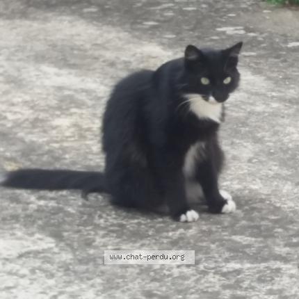 Photo 1/1 Mysti Chat lost in Carcassonne