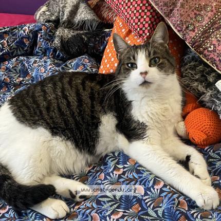 Photo 1/1 Tagada Chat lost in Angers