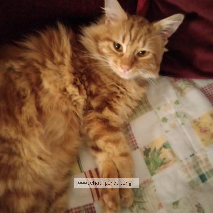 Photo 1/1 Bowie Chat lost in Saint lizier