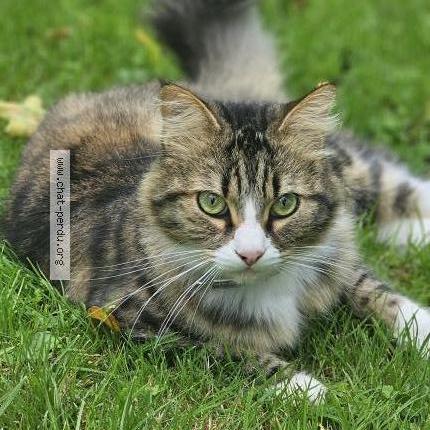 Photo 1/1 Mimine Chat lost in Overijse