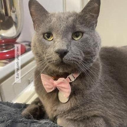 Photo 1/2 Titus Chat lost in Montreal