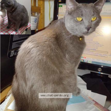 Photo 2/2 Titus Chat lost in Montreal