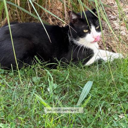 Photo 1/1 Oreo Chat lost in Le havre