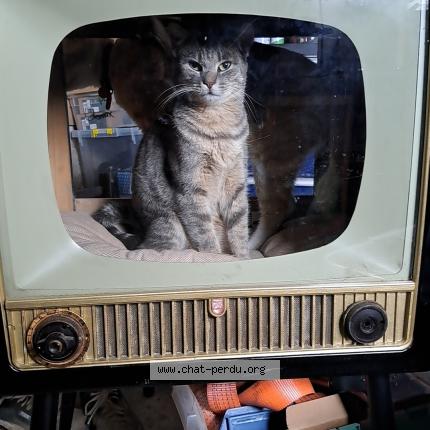 Photo 1/1 Grisette Chat lost in West cappel