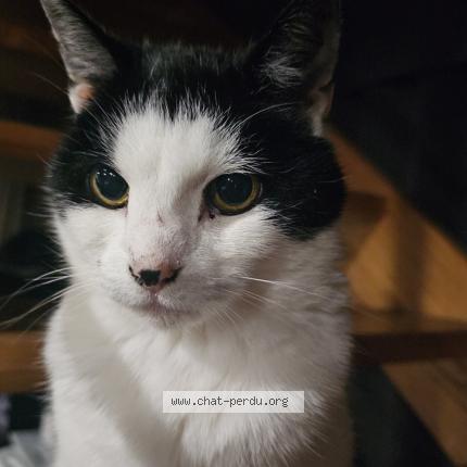 Foto 1/1 Kat teruggevonden Vermist in Bioul