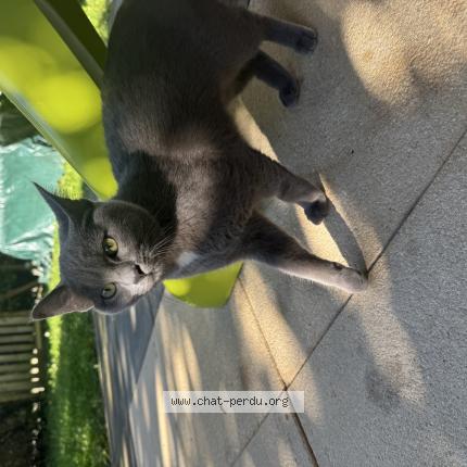 Foto 1/1 Wiedergefundene Katze Gefunden in Preverenges