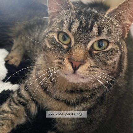 Photo 1/1 PRINCESSE Chat lost in Fournes en weppes