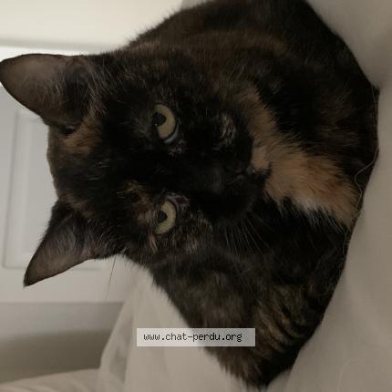 Photo 1/1 Lola Chat lost in Frejus